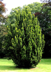 Eibe Gartenweb