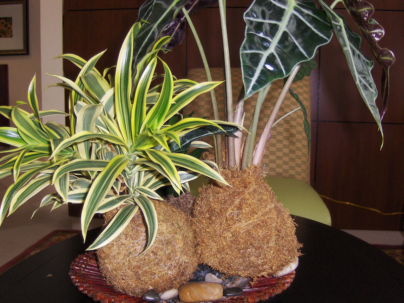 alocasia regal shield variegata Alocasia Regal Shield Albo Variegata – Exotic-Flowers main image 1