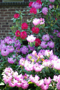 Rhododendron Gartenweb